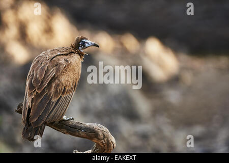 Hooded vulture perché sur une branche dans le Serengeti National Park Banque D'Images