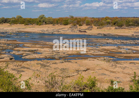 Le parc national Kruger, AFRIQUE DU SUD - hippopotame sur banque d'Olifants River. Banque D'Images