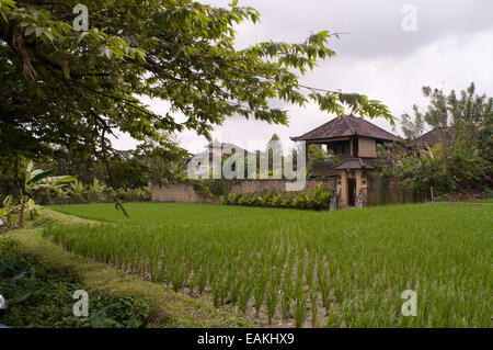 Terrasses de riz dans un point de vue à Tegallalang, 12 km d'Ubud. Bali. Champ de riz situé autour du temple dans le Gunung Kaki 100 Banque D'Images