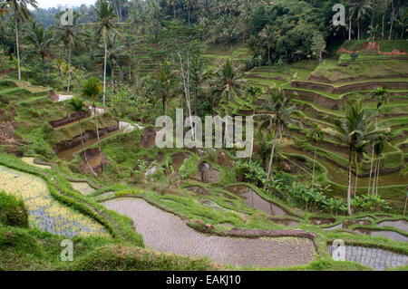 Terrasses de riz dans un point de vue à Tegallalang, 12 km d'Ubud. Bali. Champ de riz situé autour du temple dans le Gunung Kaki 100 Banque D'Images