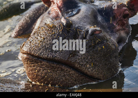 Bouche fermée d'un hippopotame immergé dans l'eau Banque D'Images