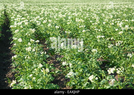 Gros plan de lignes avec des plants de pommes de terre. Banque D'Images