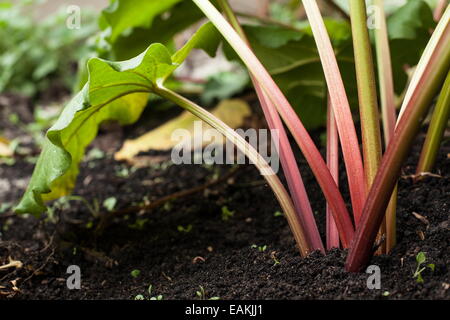 La rhubarbe dans le jardin. Banque D'Images