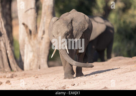 Petit éléphant marche sur la rivière Chobe au Botswana Banque D'Images