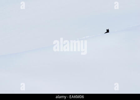 Chat noir sur blanc couvert de neige pente. Banque D'Images