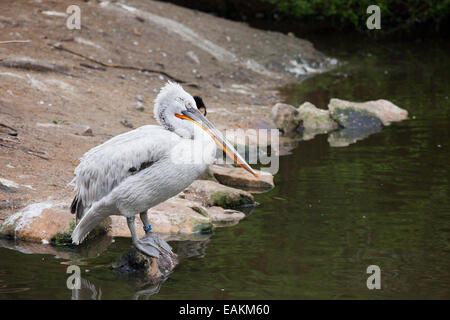 Pélican frisé (Pelecanus crispus) debout sur un rocher au bord du lac. Zoo de Rotterdam en Hollande, aux Pays-Bas. Banque D'Images