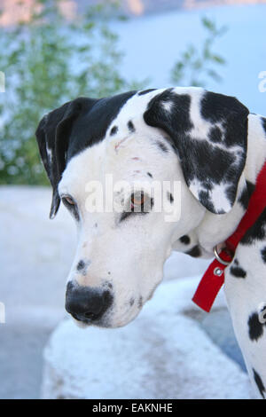 Chien dalmatien regarde vers la caméra, Oia, Santorini, Cyclades, en Grèce. Banque D'Images