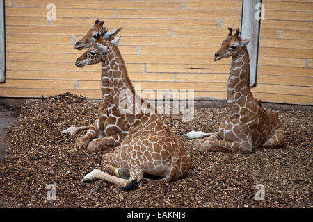 Les Girafes dans le bébé Zoo Diergaarde Blijdorp (Rotterdam) en Hollande, aux Pays-Bas. Banque D'Images