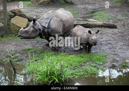 Grand Rhinocéros indien (Rhinoceros unicornis), mère avec bébé dans le Zoo de Rotterdam (Diergaarde Blijdorp) en Hollande, Pays-Bas Banque D'Images