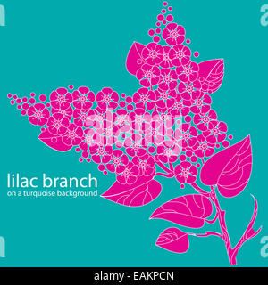 branche de lilas Banque D'Images