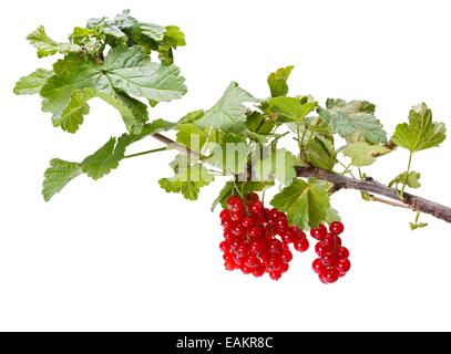 Direction générale de la grappe de groseille rouge et de feuilles sur fond blanc Banque D'Images