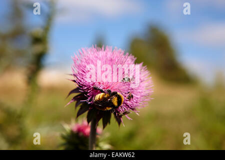 La collecte du pollen d'abeilles et d'insectes de plantes chardon canadien Saskatchewan Canada Banque D'Images