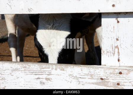 À la clôture de bois par vache en troupeau de bovins de la Saskatchewan Saskatoon, Canada Banque D'Images