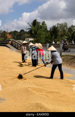 Le séchage du riz sur les travailleurs en râtelant une route fermée à Tra Vinh, Delta du Mekong, Vietnam. Banque D'Images