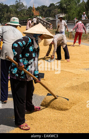 Le séchage du riz sur les travailleurs en râtelant une route fermée à Tra Vinh, Delta du Mekong, Vietnam. Banque D'Images