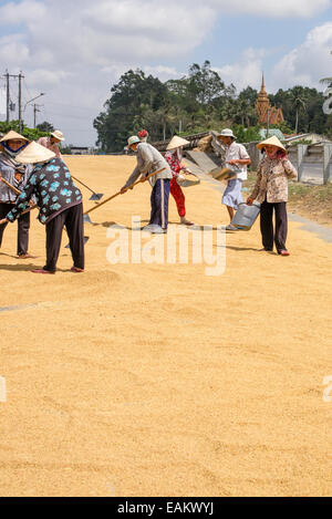 Le séchage du riz sur les travailleurs en râtelant une route fermée à Tra Vinh, Delta du Mekong, Vietnam. Banque D'Images