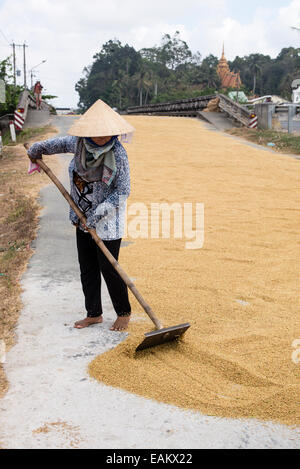 Le séchage du riz sur les travailleurs en râtelant une route fermée à Tra Vinh, Delta du Mekong, Vietnam. Banque D'Images