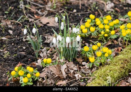 Snowdrop Galanthus nivalis (commun) et d'hiver (Eranthis hyemalis) aconit Banque D'Images