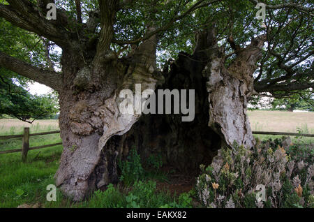 Le Queen Elizabeth 1 Chêne. Cowdray Park, Midhurst, Sussex, UK. L'un des cinquante grands arbres britannique. Chêne sessile (Quercus petraea] Banque D'Images