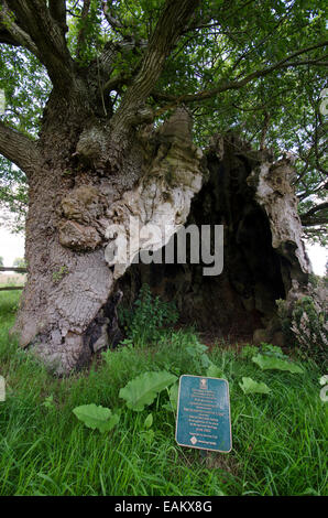 Le Queen Elizabeth 1 Chêne. Cowdray Park, Midhurst, Sussex, UK. L'un des cinquante grands arbres britannique. Chêne sessile (Quercus petraea] Banque D'Images