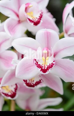 Cymbidium pico bello Banque D'Images