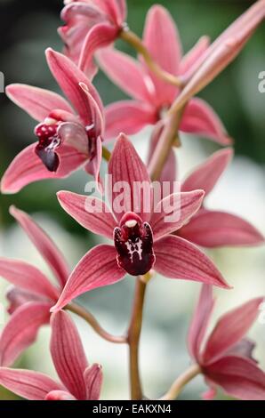 Cymbidium devonianum x fascination x sensation Banque D'Images