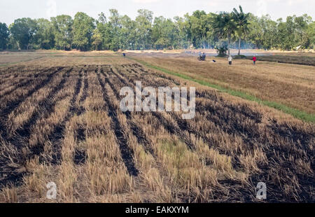 Brûler les agriculteurs les champs de riz dans le Delta du Mekong, Vietnam. Banque D'Images