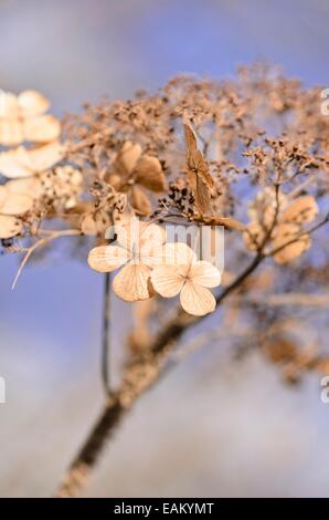 Hortensia à feuilles rugueuses (Hydrangea aspera) Banque D'Images