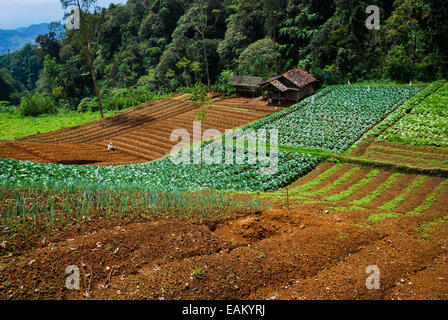 Les terres agricoles près de Sarongge chou village, juste à l'extérieur de Gede Pangrango Parc National, l'Indonésie. Banque D'Images