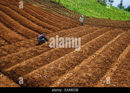 Agriculteurs travaillant sur un champ agricole à l'extérieur du parc national du Mont Gede Pangrango, à Java-Ouest, en Indonésie. Banque D'Images