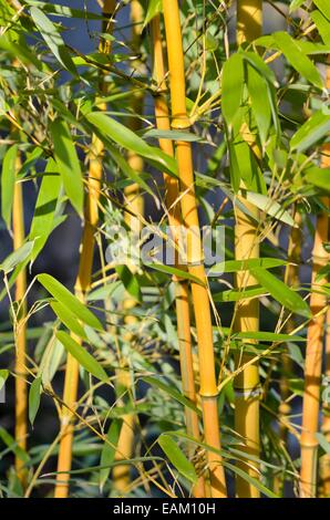 Bambou (phyllostachys aureosulcata) Banque D'Images