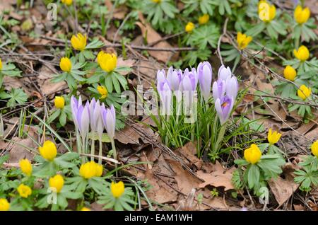Début de crocus (Crocus tommasinianus) et d'hiver (Eranthis hyemalis) aconit Banque D'Images