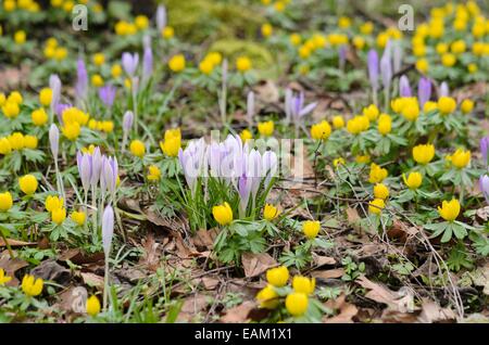 Début de crocus (Crocus tommasinianus) et d'hiver (Eranthis hyemalis) aconit Banque D'Images
