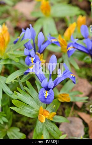 Iris reticulata iris (nain) et d'hiver (Eranthis hyemalis) aconit Banque D'Images