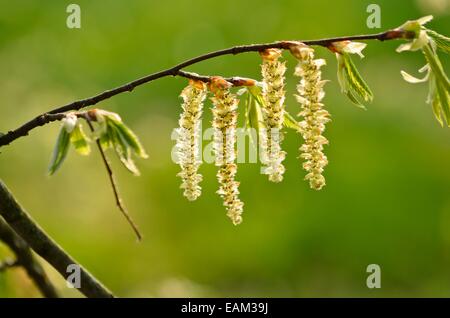 Charme commun (carpinus betulus) Banque D'Images