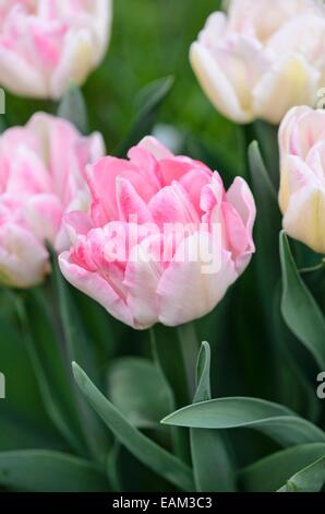 Fin double tulip (tulipa angélique) Banque D'Images