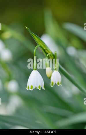 Flocon d'été (Leucojum aestivum 'gravetye giant') Banque D'Images