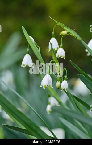 Flocon d'été (Leucojum aestivum 'gravetye giant') Banque D'Images