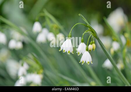 Flocon d'été (Leucojum aestivum 'gravetye giant') Banque D'Images