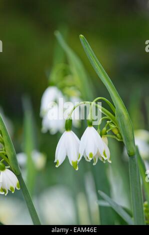 Flocon d'été (Leucojum aestivum 'gravetye giant') Banque D'Images