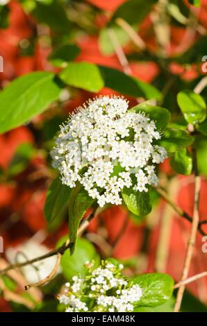 Wayfaring Tree (viburnum lantana) Banque D'Images