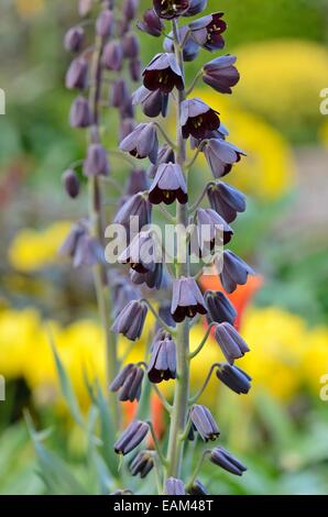 Cloches (fritillaria persica persan) Banque D'Images