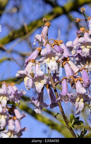 Arbre généalogique de la digitale (paulownia tomentosa) Banque D'Images