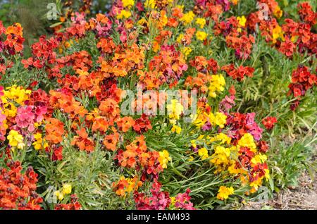 Giroflée (erysimum cheiri EGÉE) Banque D'Images