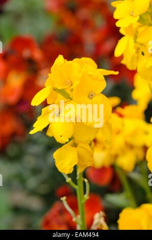 Giroflée (erysimum cheiri EGÉE) Banque D'Images