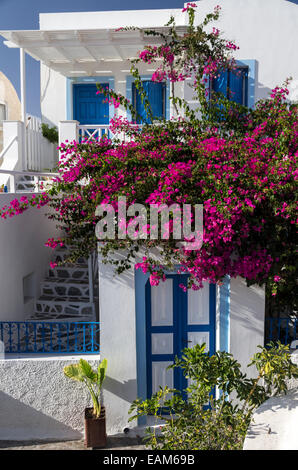 Une maison à Oia (Ia), Santorin, Grèce, avec des fleurs de bougainvilliers. Banque D'Images