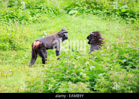 Sulawesi crested macaque jurer. Banque D'Images