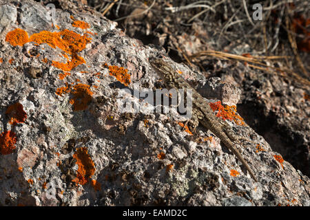 CA02395-00...CALIFORNIE - soleil Lézard le long du sentier des Sommets dans le Parc National de pinacles. Banque D'Images