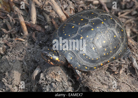 L'Amérique du Nord (la tortue ponctuée Clemmys guttata). Close-up de tache jaune sur la carapace ou coquille supérieure. Banque D'Images
