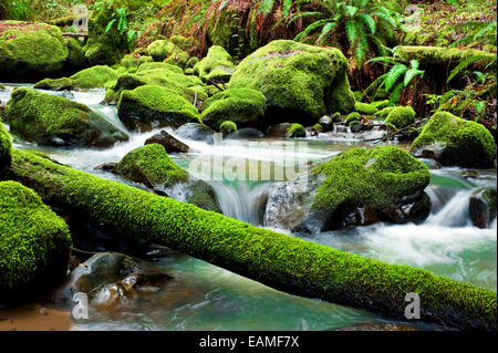 Arbre couvert de mousse luxuriante dans une petite rivière remplie de roches moussues Banque D'Images